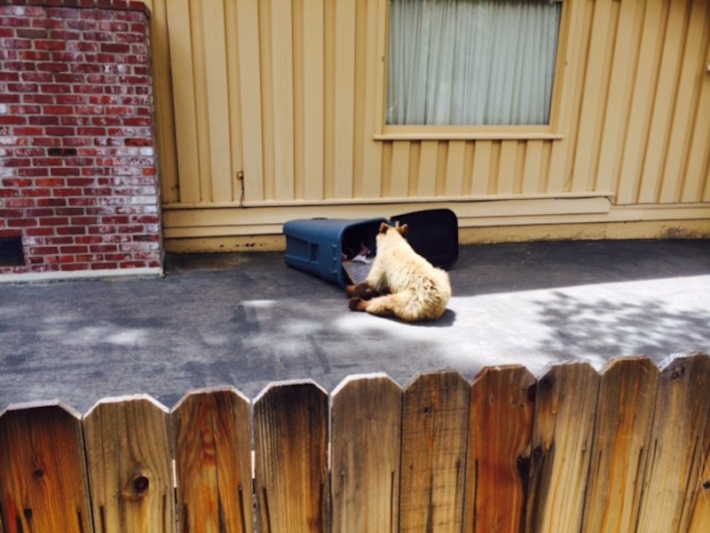 Illustration for article titled EXCLUSIVE BEAR PICTURES: Bear In A Hammock, Bear By A Trash Can